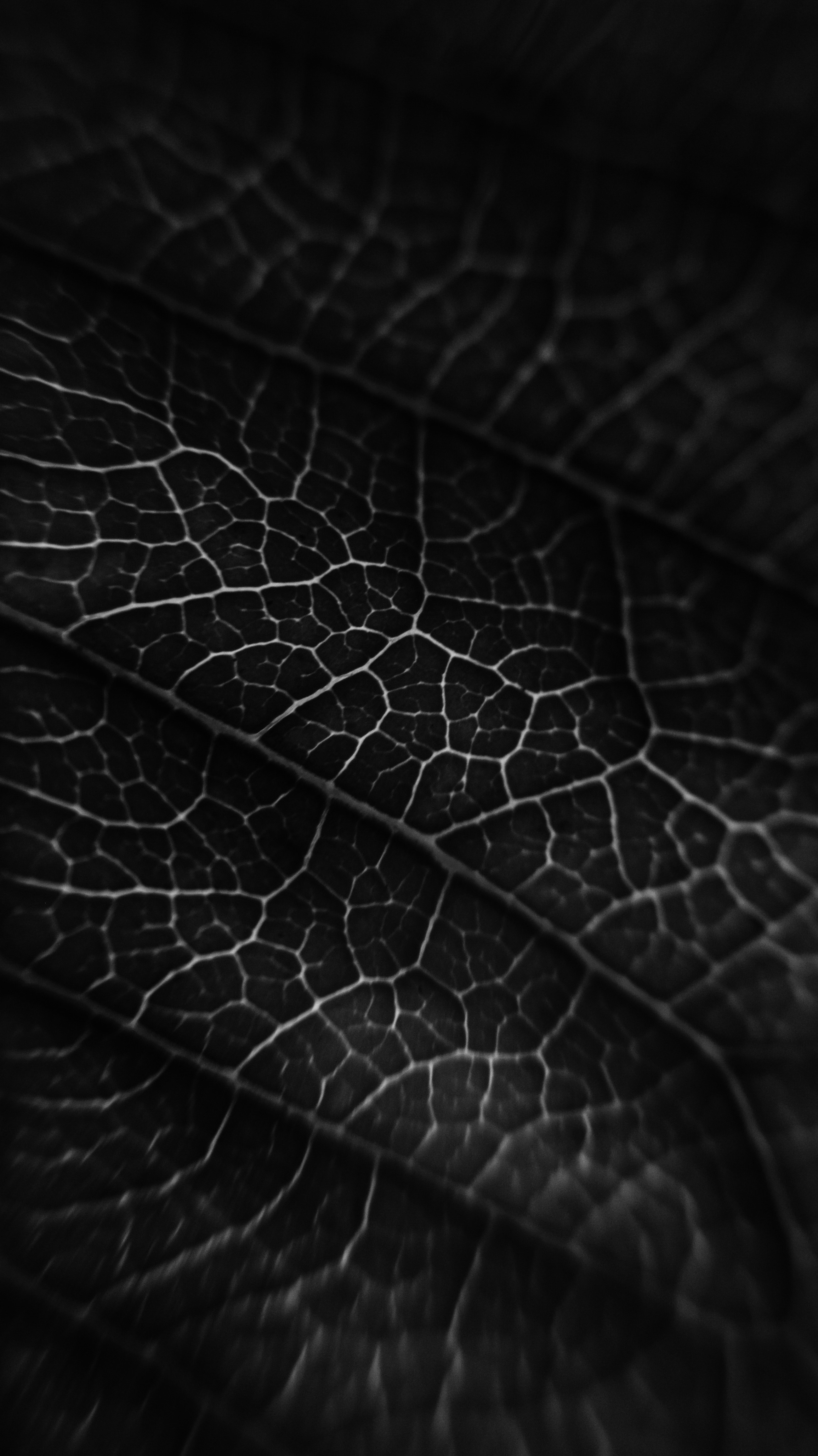 green leaf in close up photography